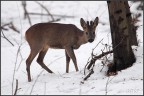 capriolo nel bosco capriolo nel bosco