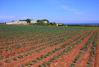 CAMPI A LESINA CAMPI A LESINA