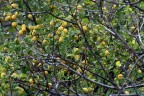 LIMONI FRA LE TRAME LIMONI FRA LE TRAME
