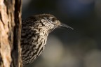 Nocciolaia - Nucifraga caryocatactes Nocciolaia - Nucifraga caryocatactes