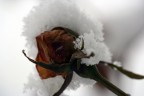 Neve Neve