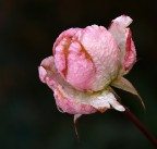 Rosa invernale Rosa invernale