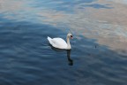 cigno cigno