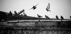 In volo In volo