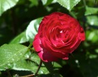 Rosa Rosa