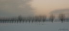 gelsi nella neve