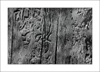 la natura disegna la natura disegna