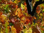 Ancora l'autunno e i suoi colori