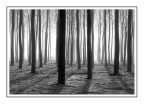 In una boschina in inverno In una boschina in inverno