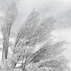 Bianco Bianco