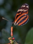 Queen Mimic Tiger Queen Mimic Tiger