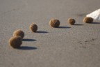 Palline dal mare... Palline dal mare...