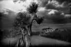 L'albero e la casetta 2
