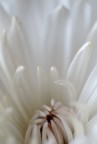 petali bianchi petali bianchi
