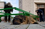 vita da cani vita da cani