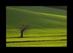 nel verde nel verde