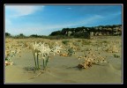 Fiore nella sabbia Fiore nella sabbia