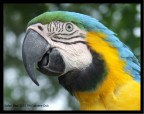 Allo zoo Allo zoo