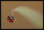 Coccinella su stelo d'erba