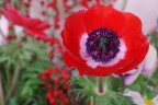 Red Flower Red Flower