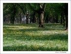 fioritura fioritura