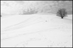 snow snow