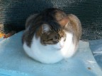 gattone gattone