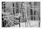 inverno inverno