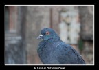 Il Piccione Il Piccione