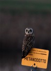 asio flammeus asio flammeus