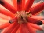 La mia prima macro La mia prima macro