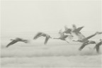 Volo Volo