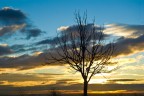 alba alba
