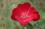 Fiore Fiore