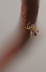 ragnettolino ragnettolino