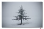 Solo e al freddo.. Solo e al freddo..