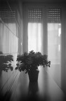 fiori fiori