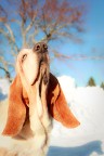 Non ti vedo...ma ti annuso! (Bassethound)