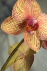 Orchidea Phalaenopsis Orchidea Phalaenopsis