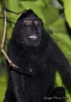 Macaco nero2. Jungla di Bangkoko, Nord sulawesi. Specie in via di estinzione