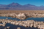 Deserto di Atacama Deserto di Atacama