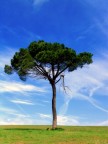 Tree Tree