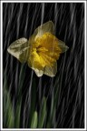 Narciso Narciso