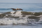 Pellicano Pellicano