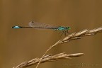 damigella damigella