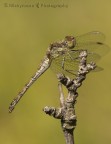 libellula a ruota libellula a ruota