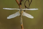 libellula bagnata libellula bagnata