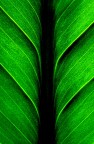 Verde intimo Verde intimo