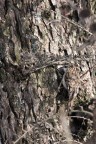 RAMPICHINO OLARTICI RAMPICHINO OLARTICI