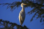 Airone Guardabuoi al tramonto